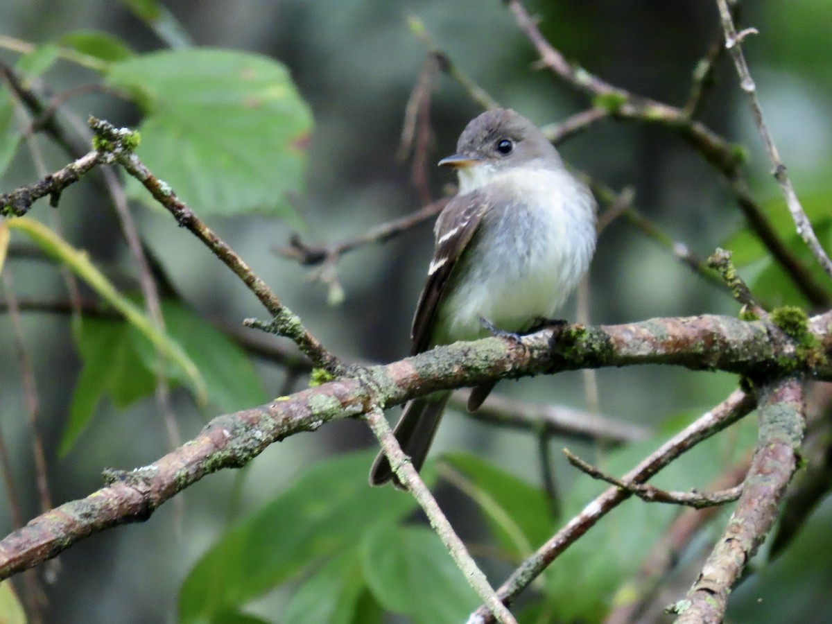 Eastern Wood-Pewee - ML623850251