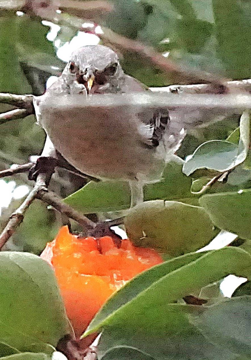 Northern Mockingbird - ML623850253