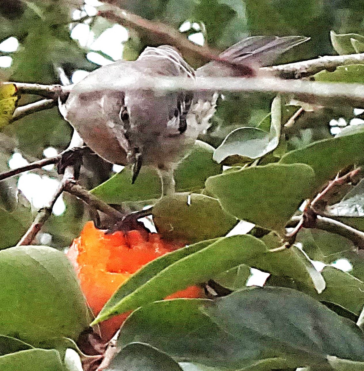 Northern Mockingbird - ML623850257