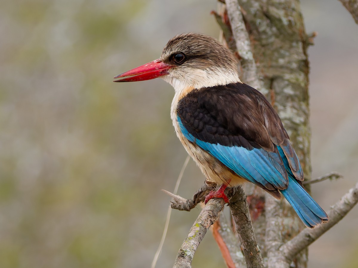 Brown-hooded Kingfisher - ML623850259