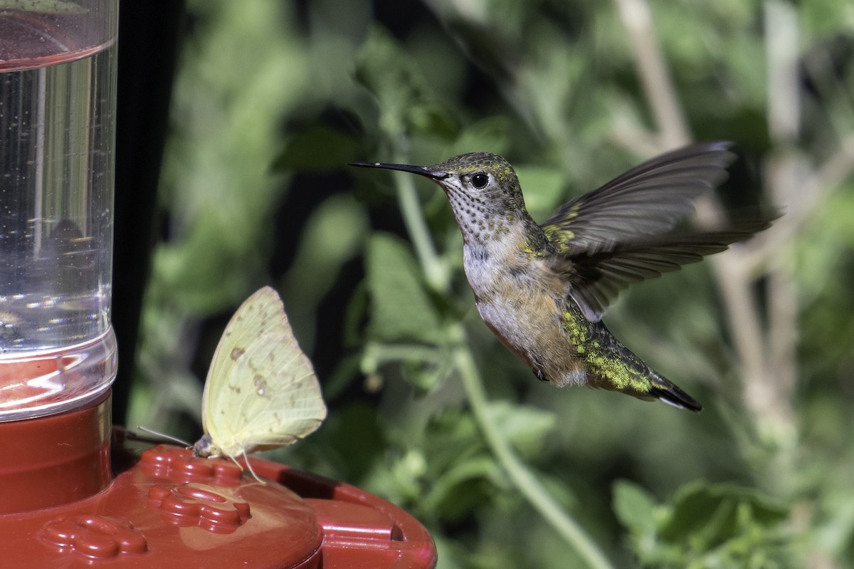 Calliope Hummingbird - ML623850260