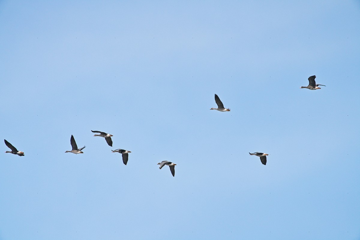 Greater White-fronted Goose - ML623850262