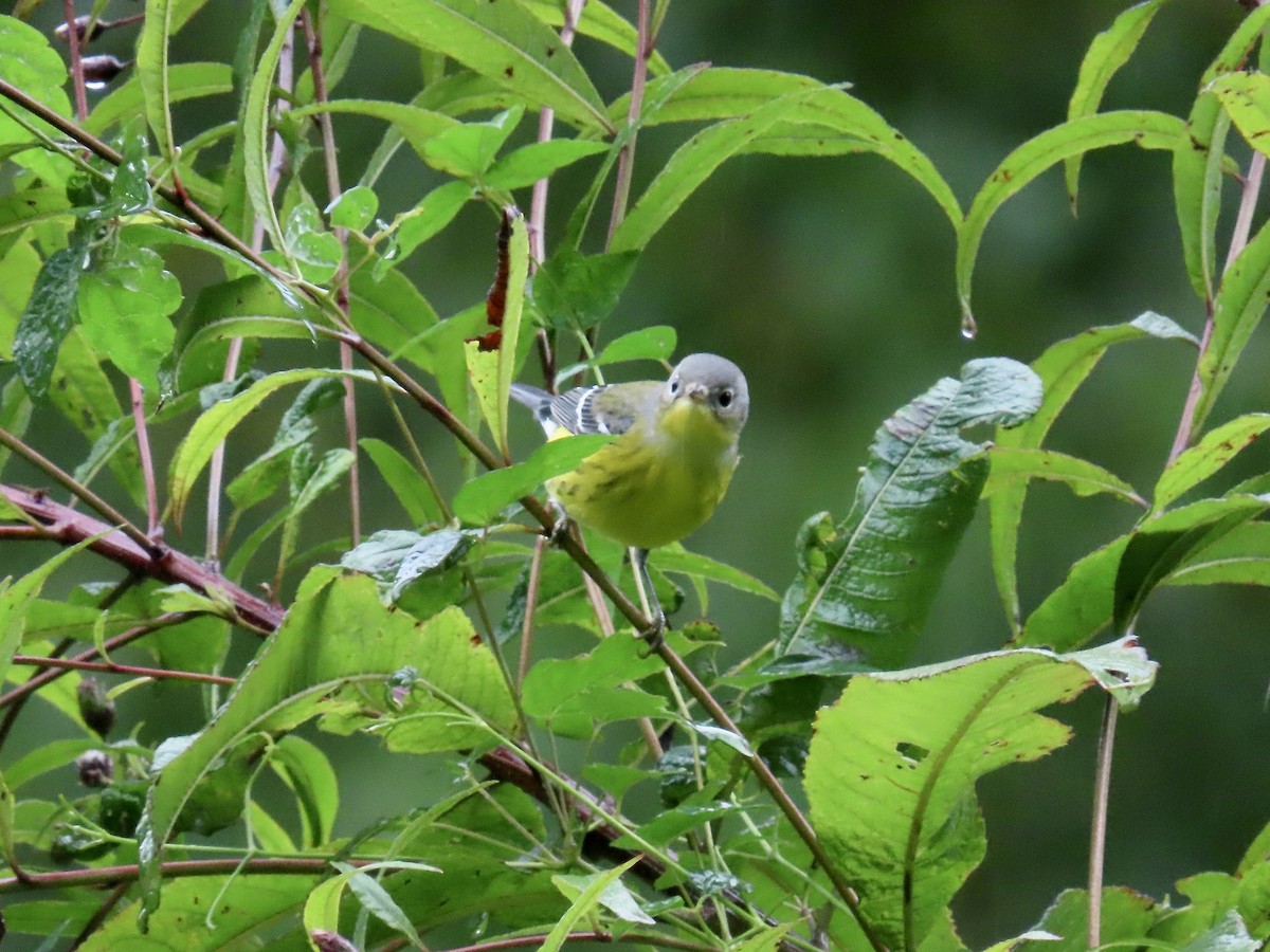 Magnolia Warbler - ML623850264