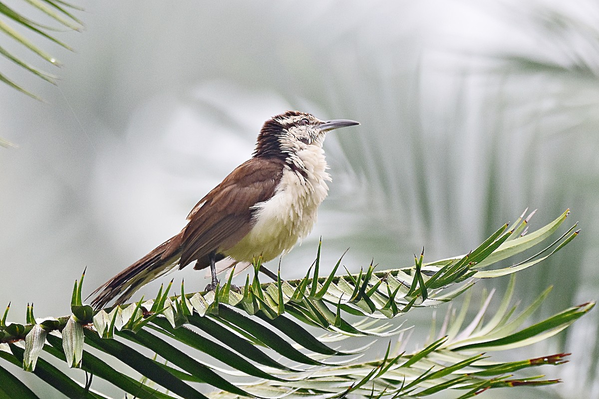 Bicolored Wren - ML623850266