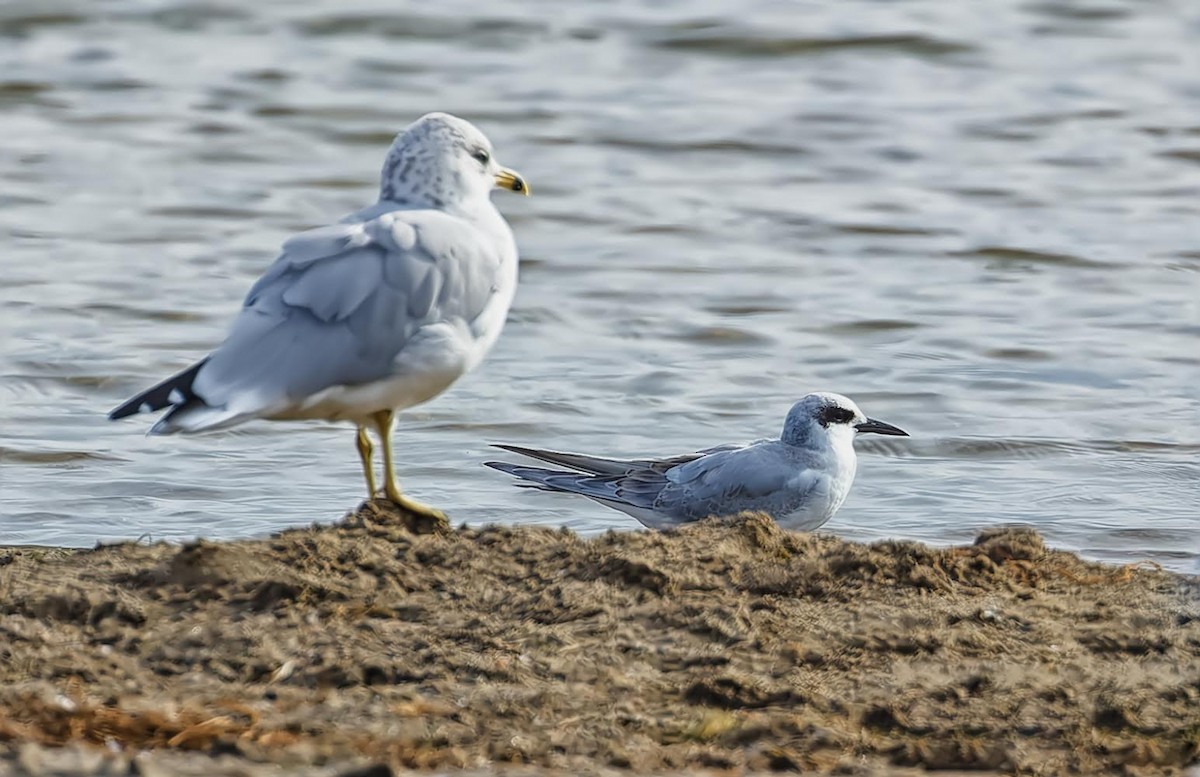 Ring-billed Gull - ML623850275