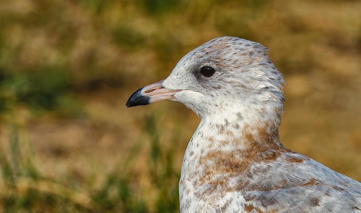 Ring-billed Gull - ML623850282