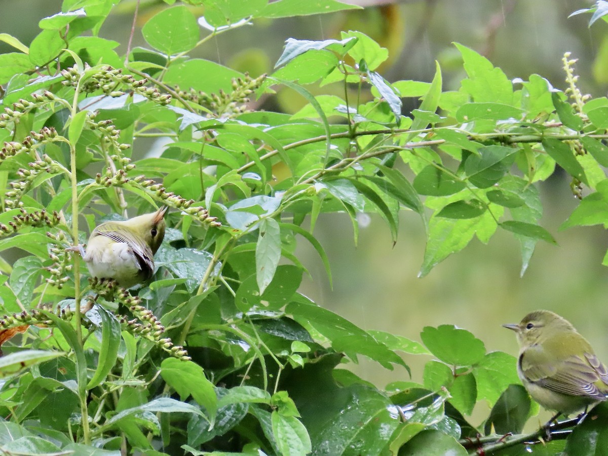 Tennessee Warbler - Eric Setterberg