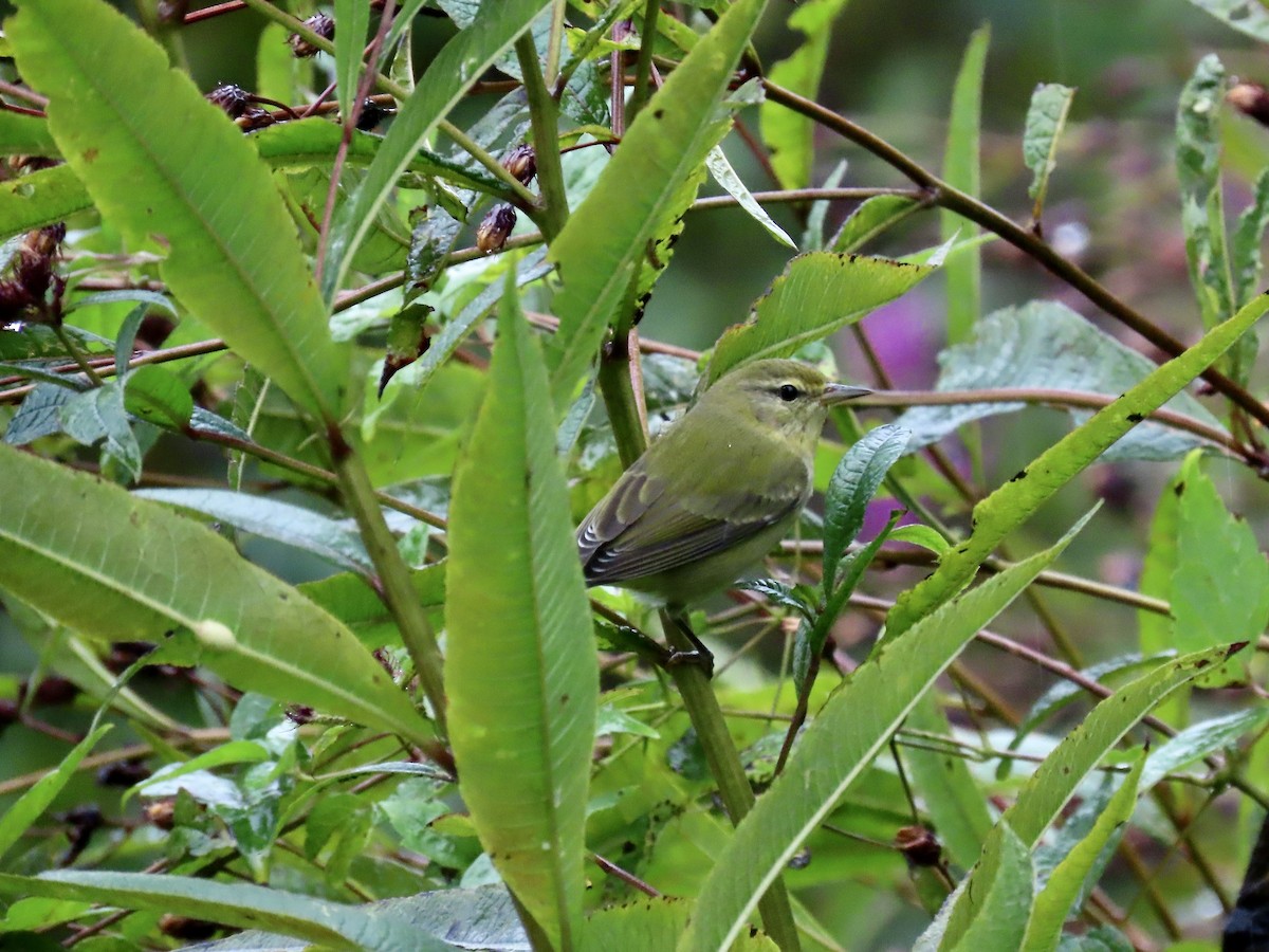 Tennessee Warbler - ML623850290