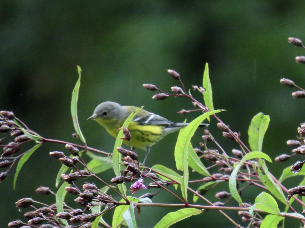 Magnolia Warbler - ML623850302