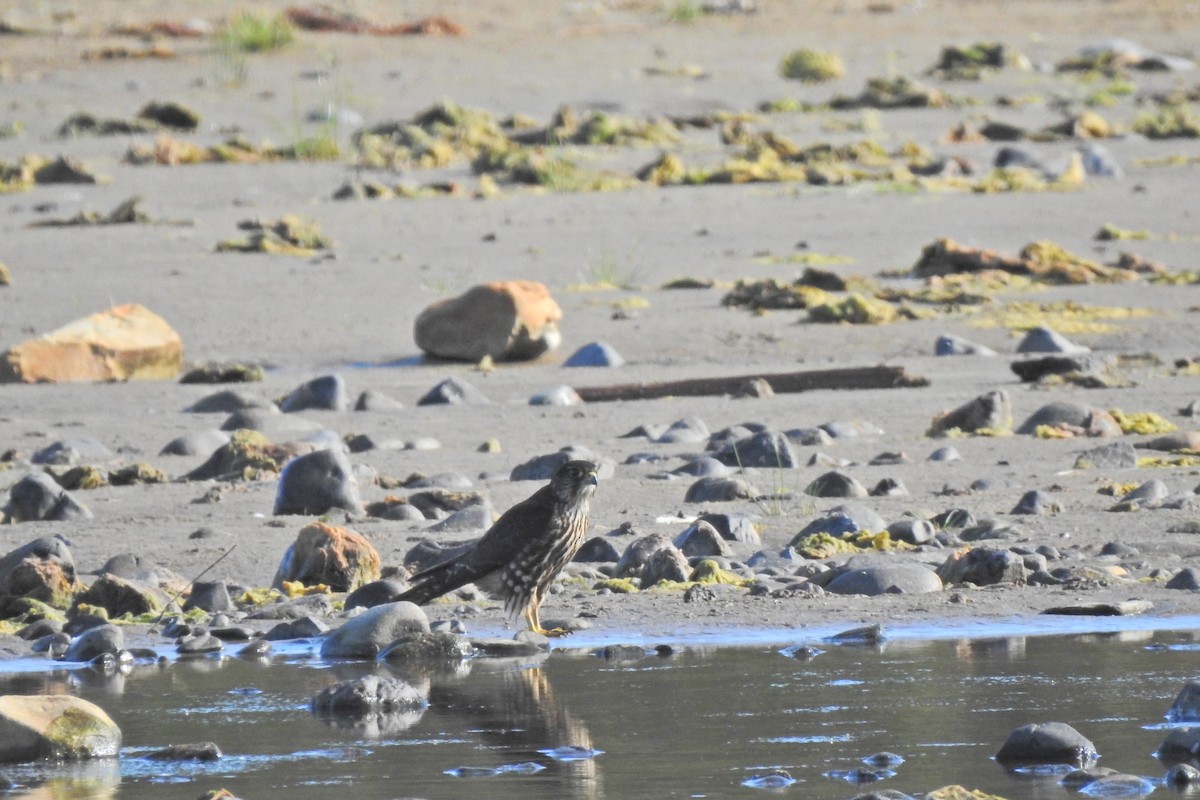 Хайргууна шонхор - ML623850347