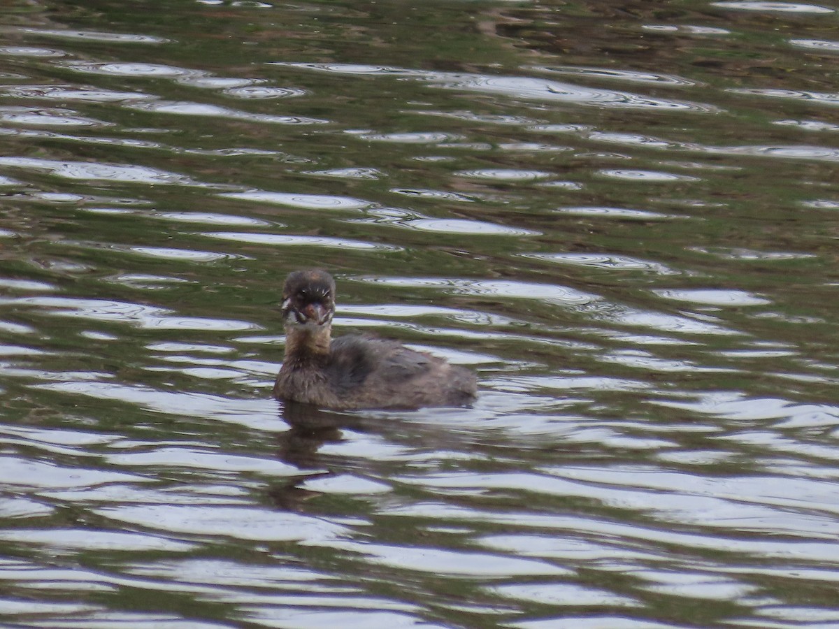 Pied-billed Grebe - ML623850381