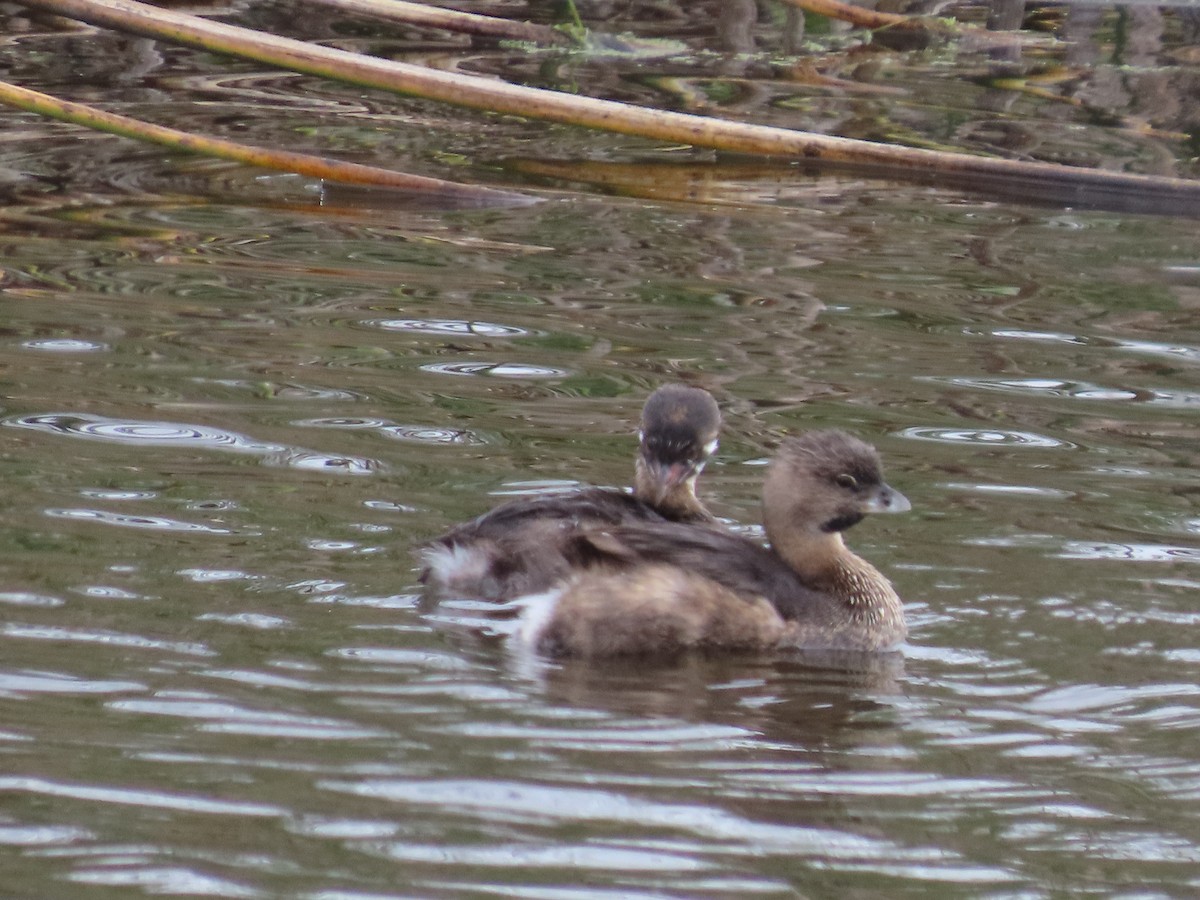 Pied-billed Grebe - ML623850382