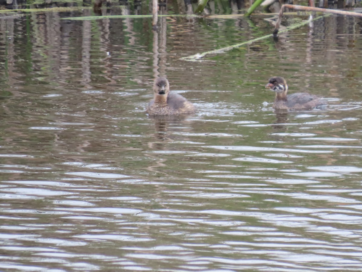 Pied-billed Grebe - ML623850383