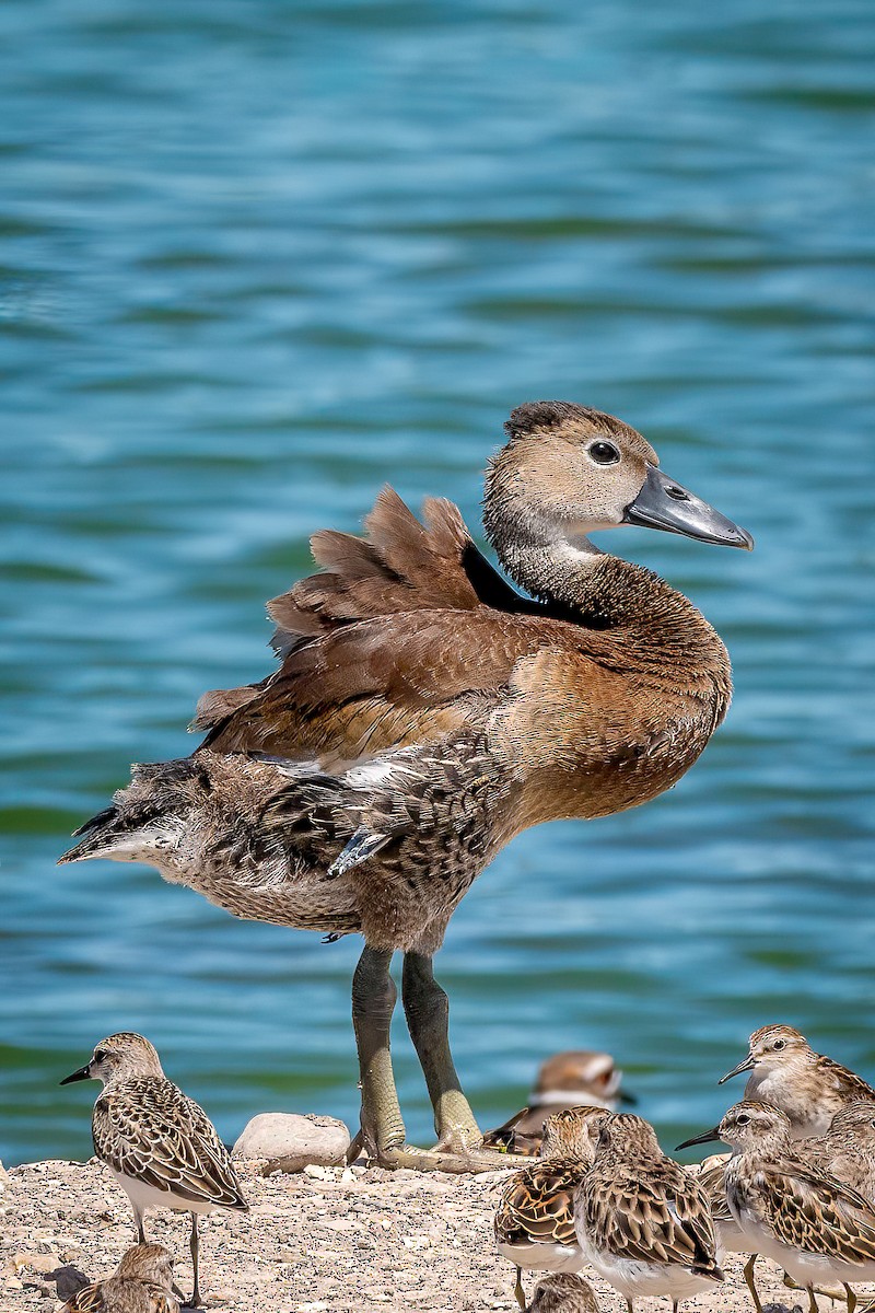 Black-bellied Whistling-Duck - ML623850384