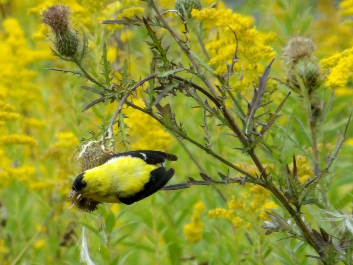 American Goldfinch - ML623850386