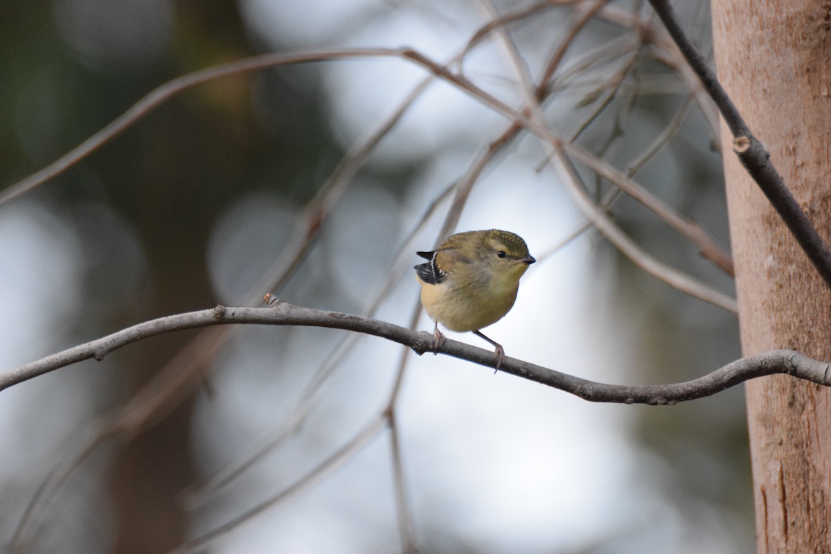 Fleckenpanthervogel - ML623850395