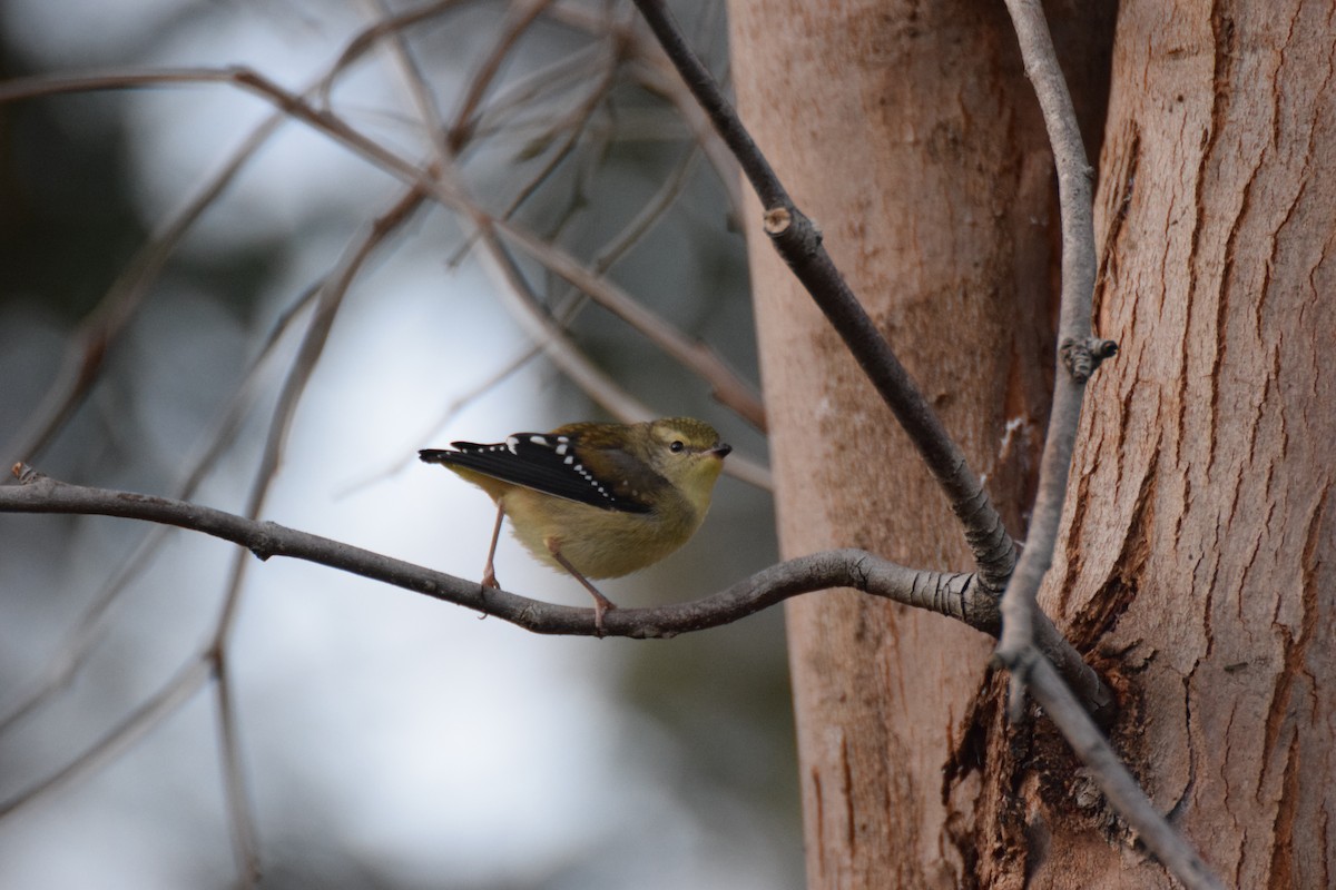 Pardalote pointillé - ML623850396