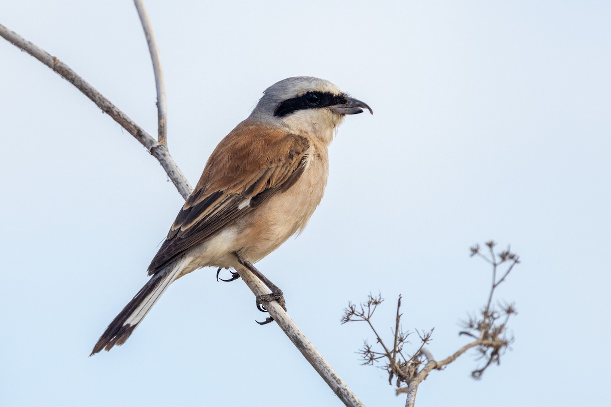 Red-backed Shrike - ML623850401