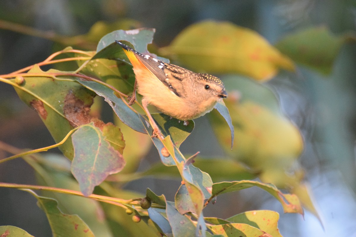 Pardalote pointillé - ML623850402