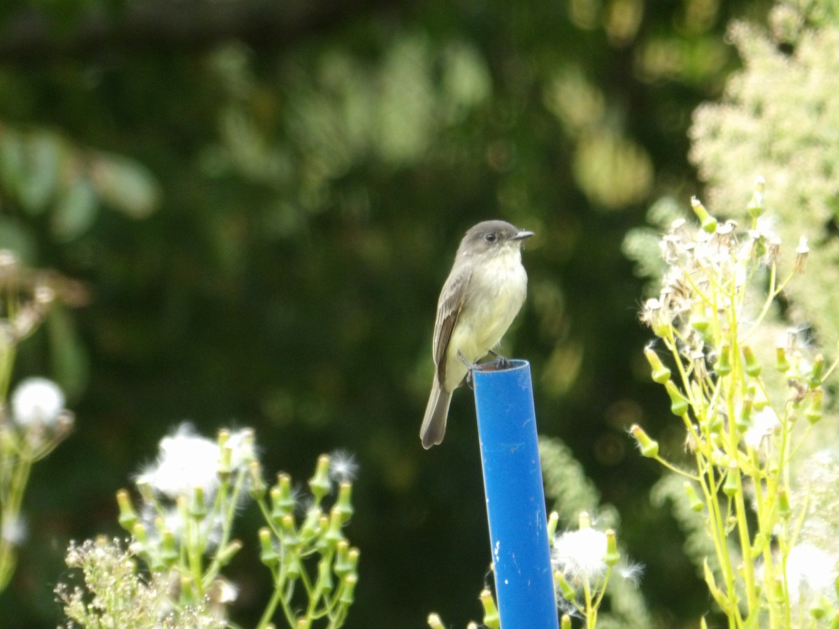 Eastern Phoebe - ML623850403