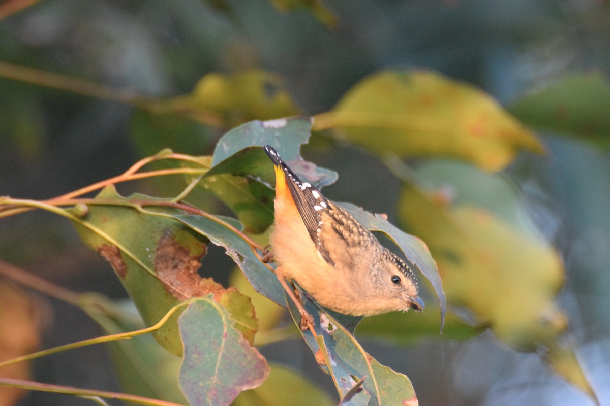 Pardalote pointillé - ML623850404