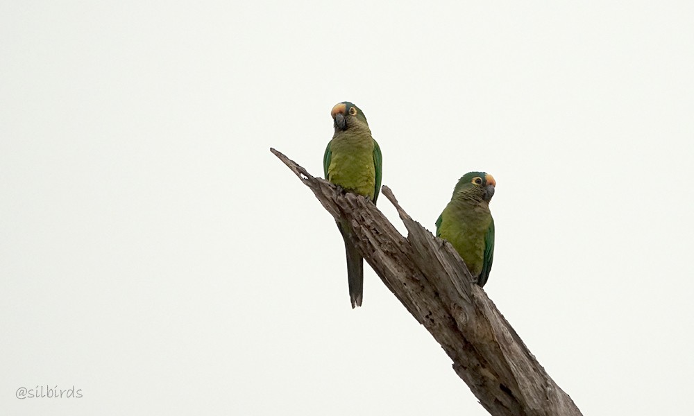 Peach-fronted Parakeet - ML623850407