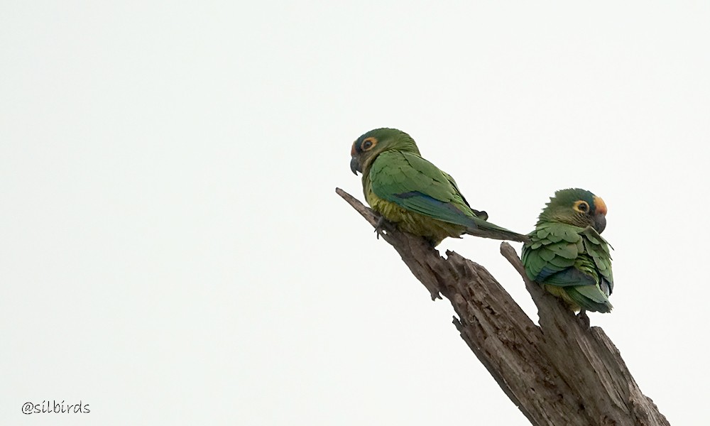 Peach-fronted Parakeet - ML623850408