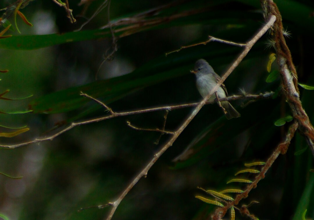 Southern Beardless-Tyrannulet - ML623850416