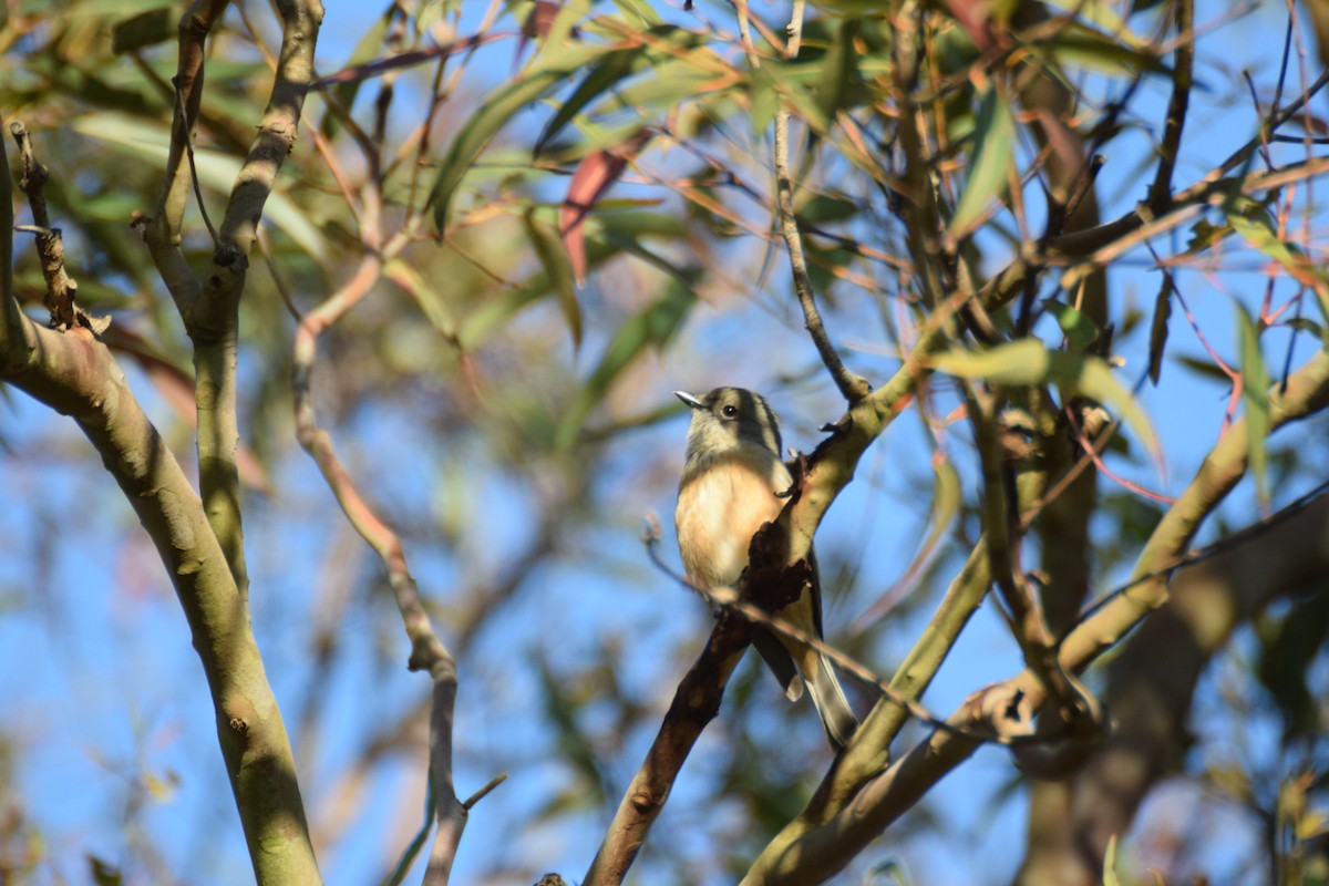 Rufous Whistler - Jamin Dunn