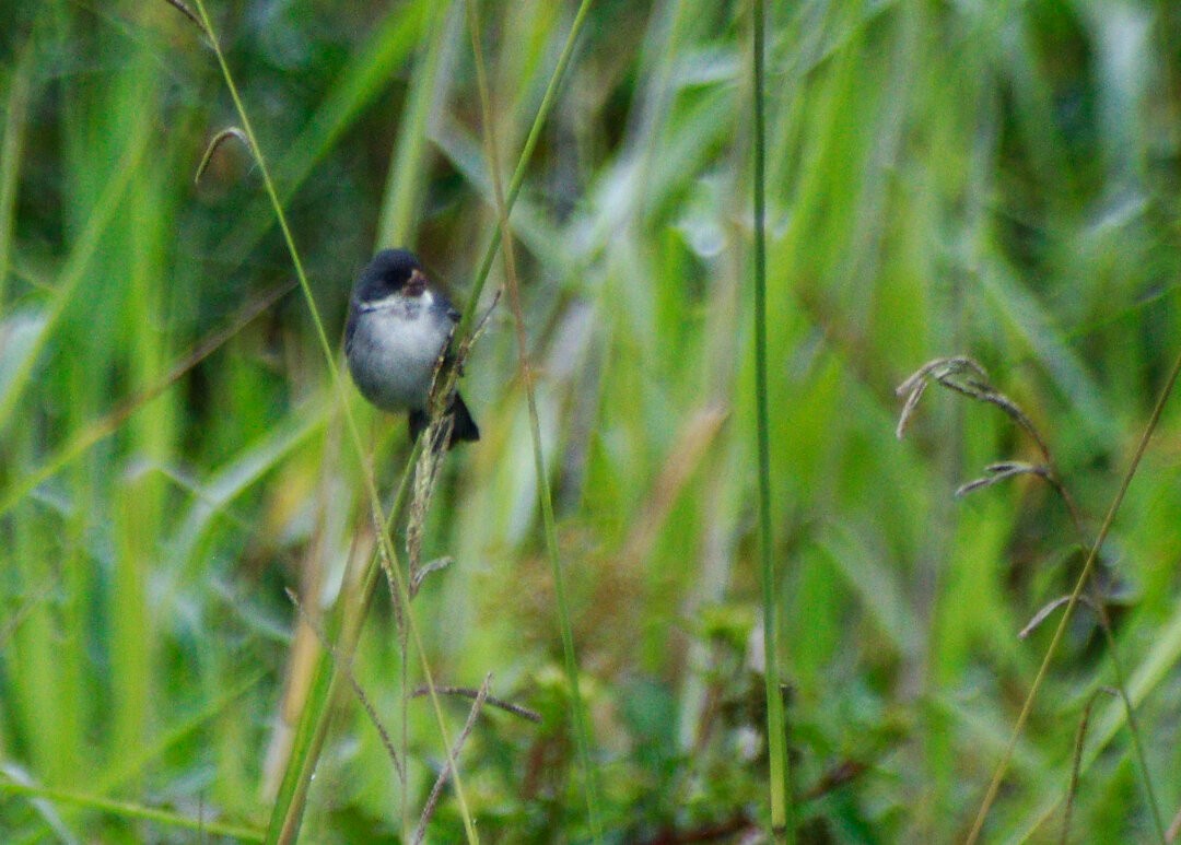 White-bellied Seedeater - ML623850430