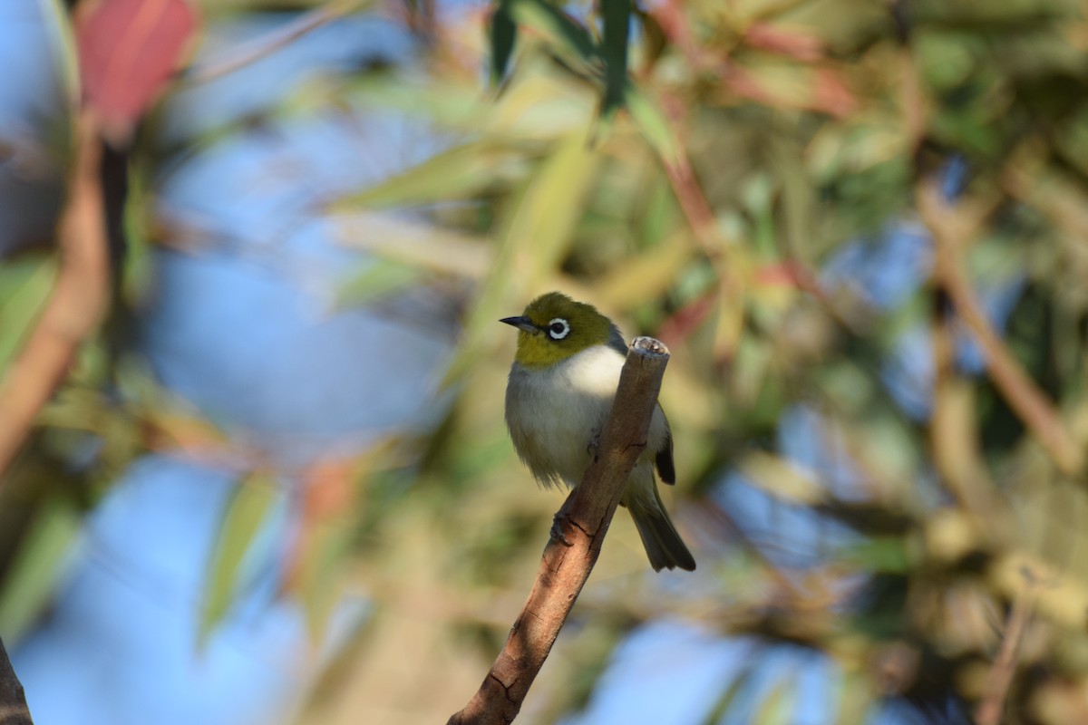 Silvereye - ML623850436