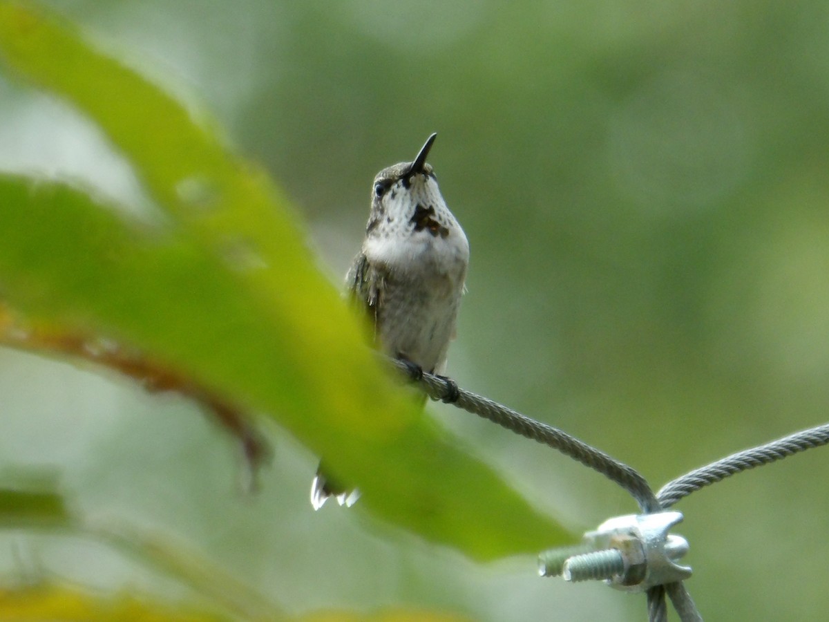 Ruby-throated Hummingbird - ML623850440