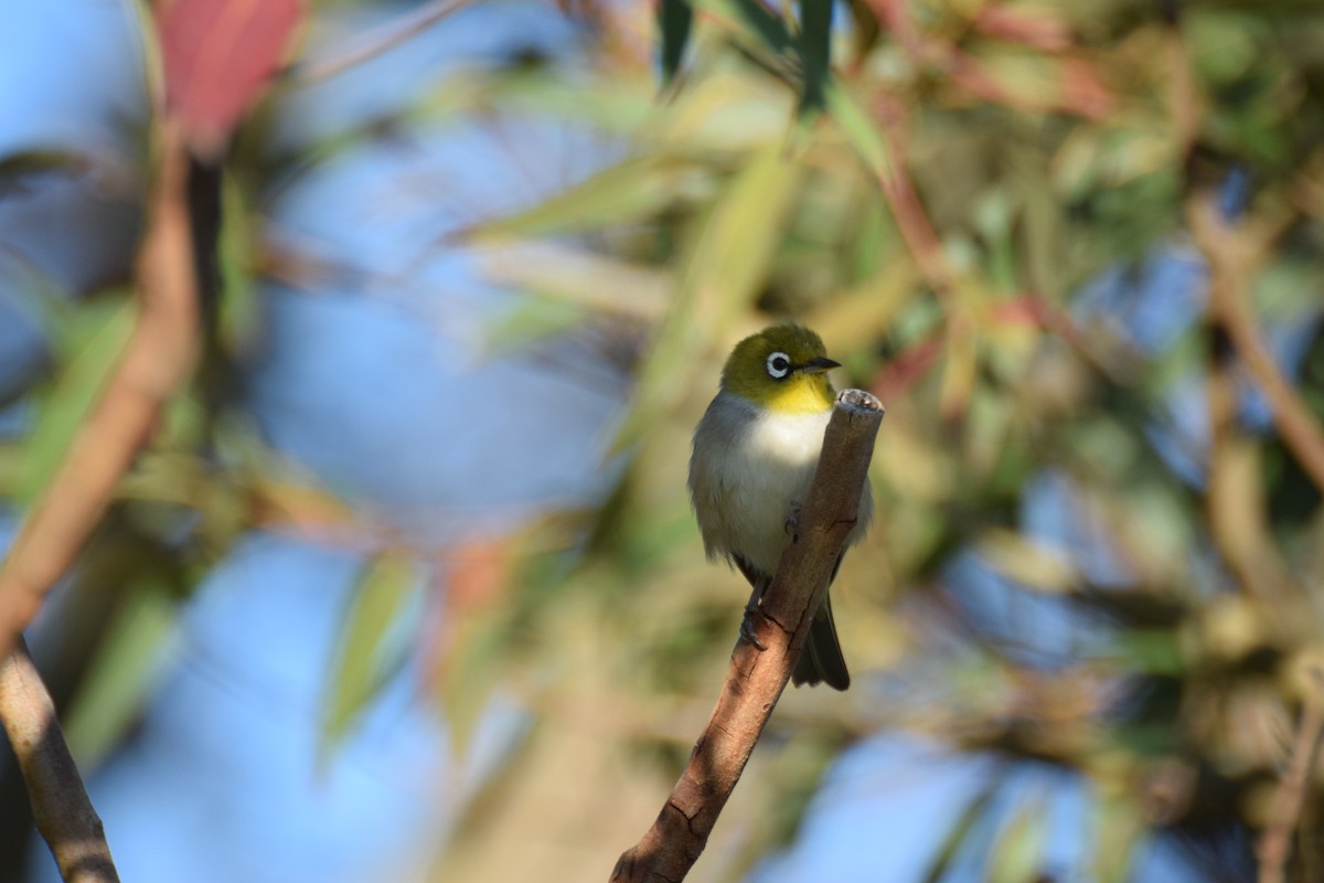 Silvereye - Jamin Dunn