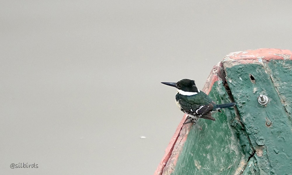 Green Kingfisher - ML623850458