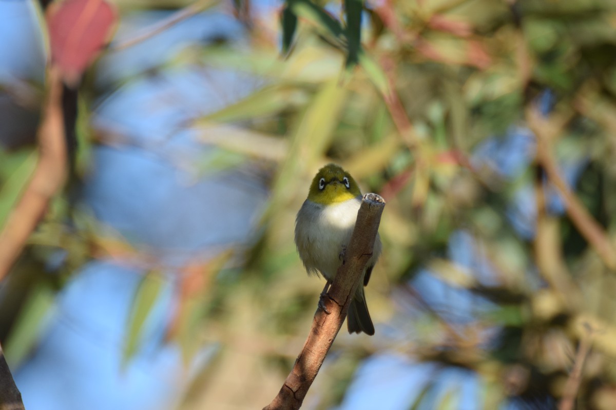 Silvereye - ML623850459