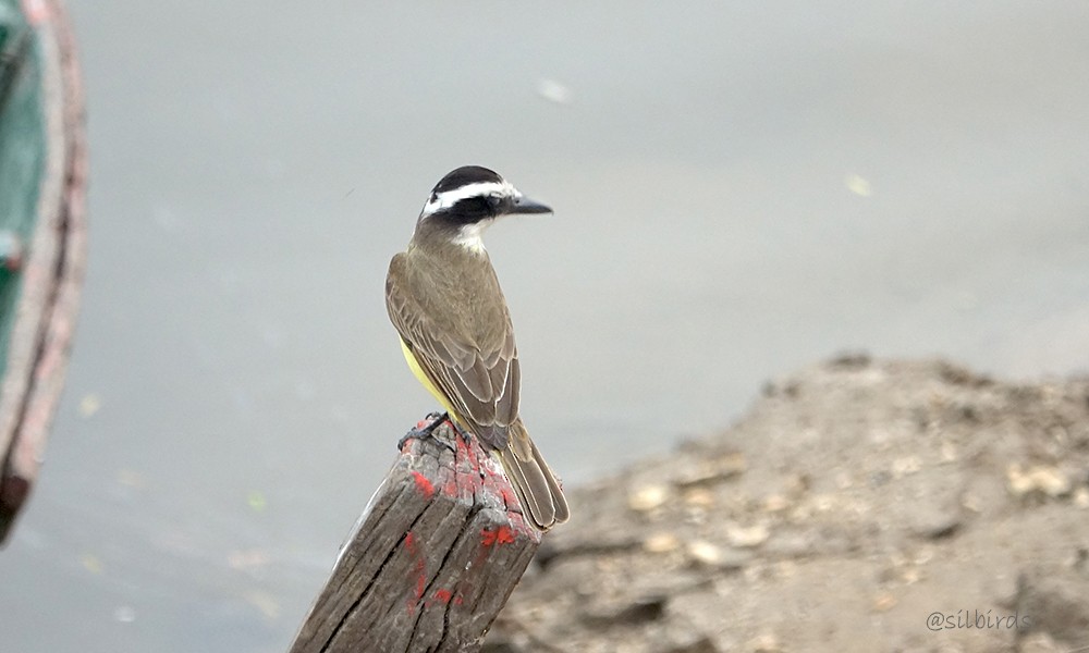 Great Kiskadee - Silvia Vitale