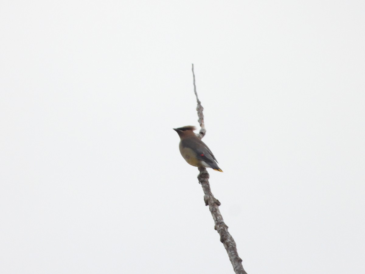 Cedar Waxwing - ML623850464