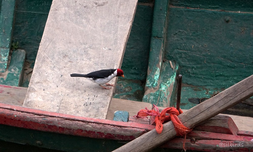 Yellow-billed Cardinal - Silvia Vitale