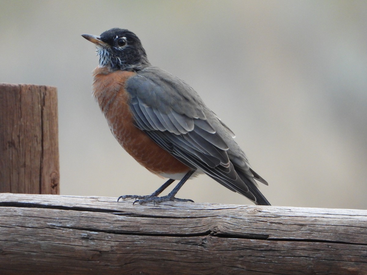 American Robin - joe sweeney