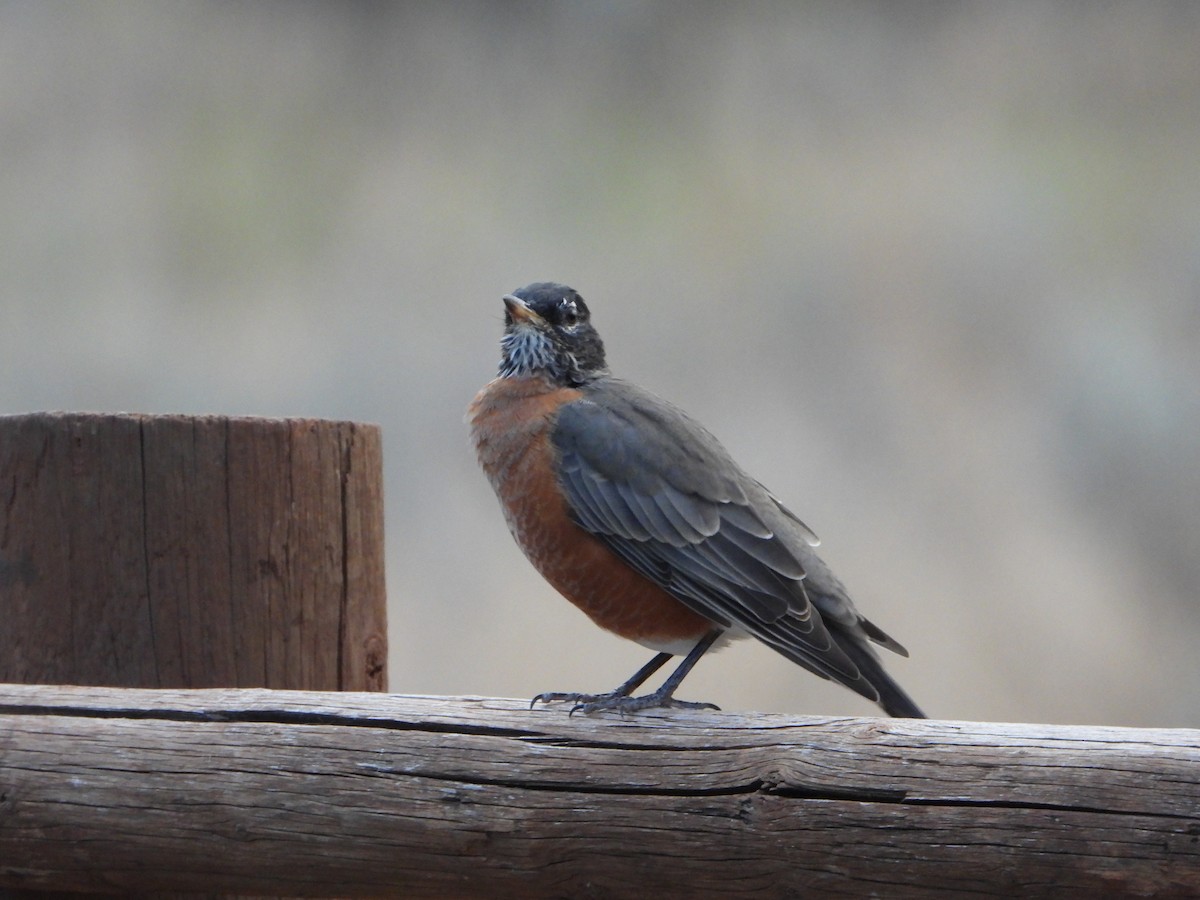 American Robin - ML623850471