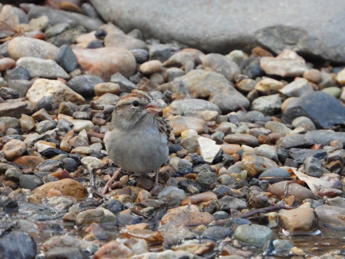 Chipping Sparrow - ML623850475