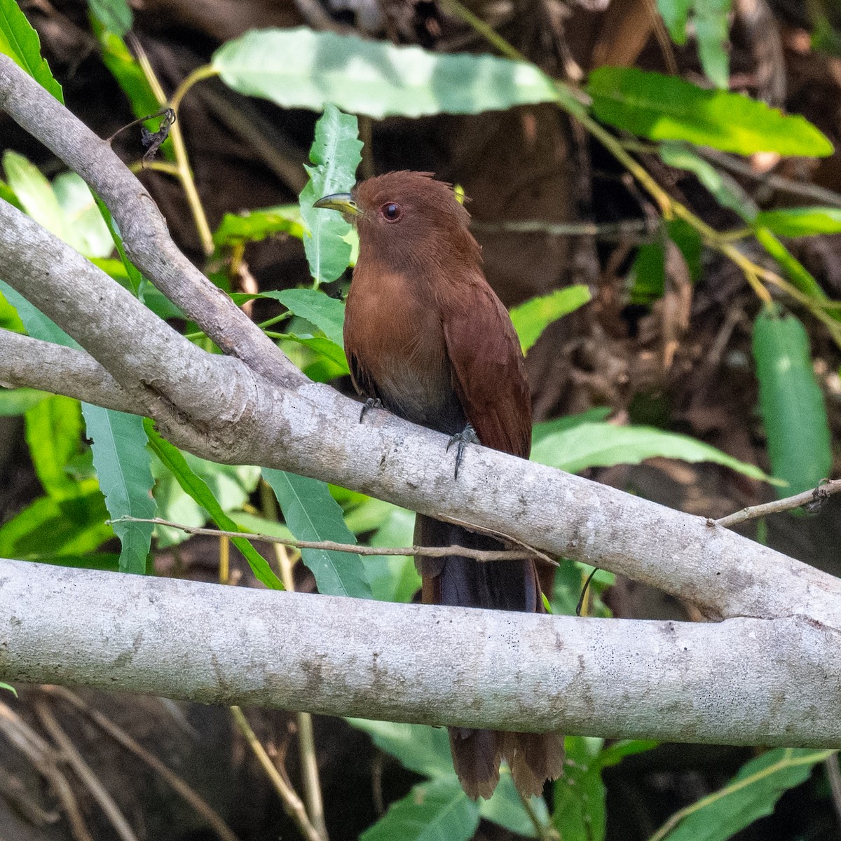 Little Cuckoo - Steve McInnis