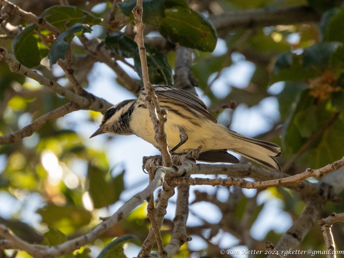 Black-throated Gray Warbler - Ronald Ketter