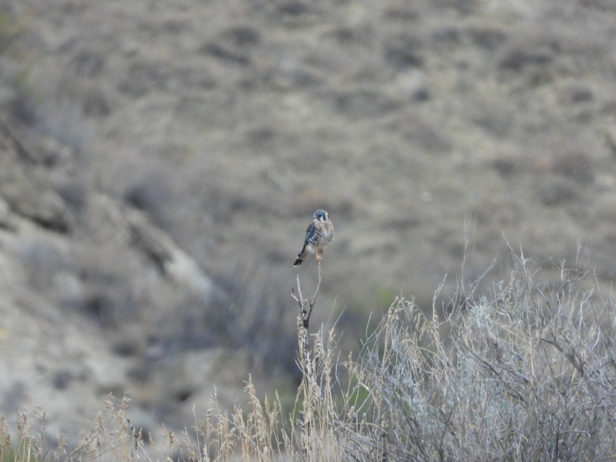 American Kestrel - ML623850485