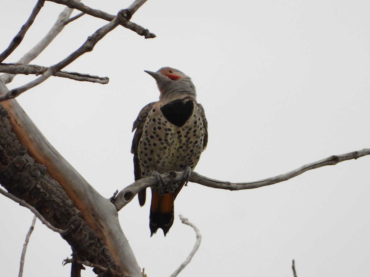 Northern Flicker - ML623850490