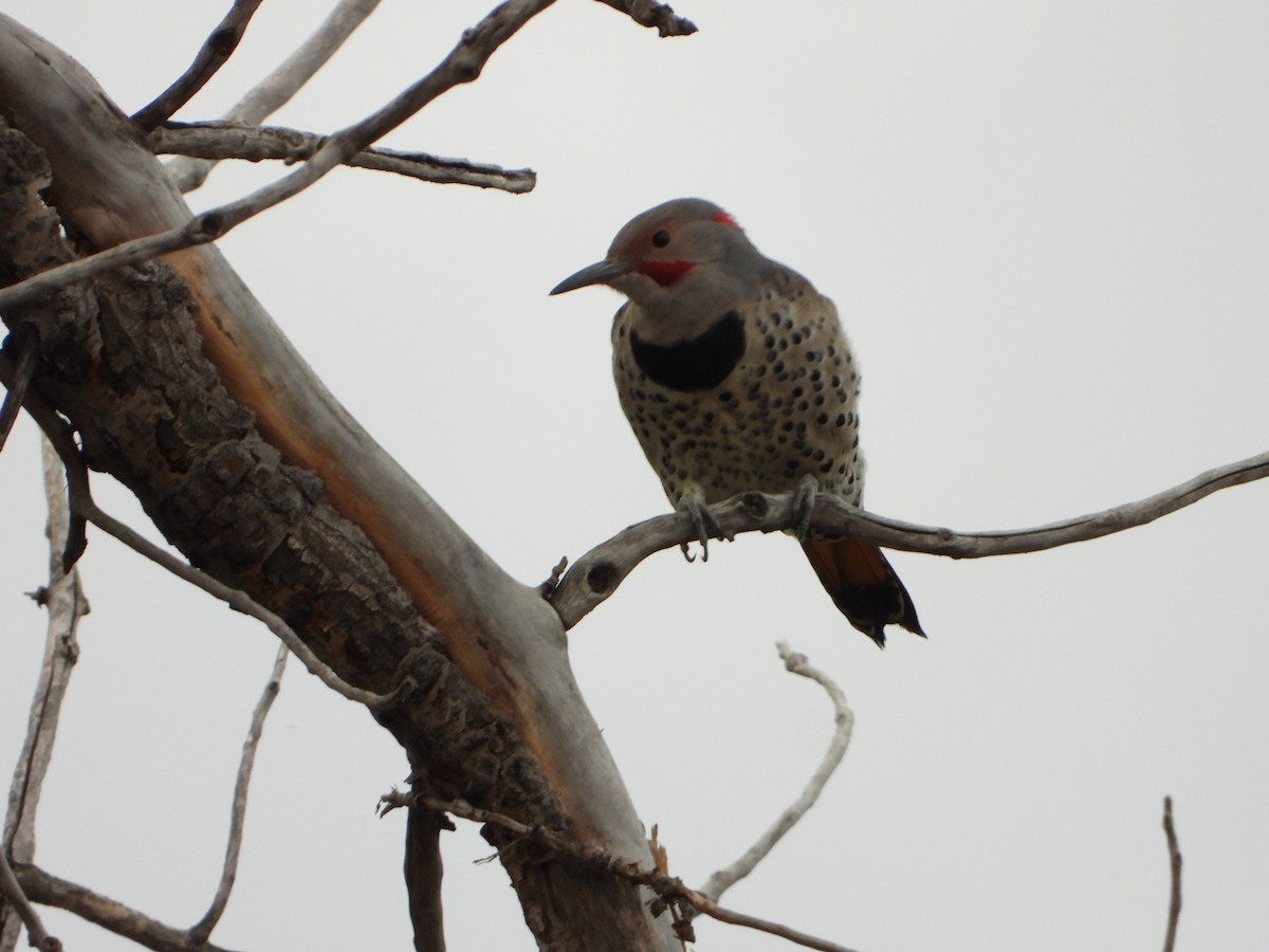 Northern Flicker - ML623850491