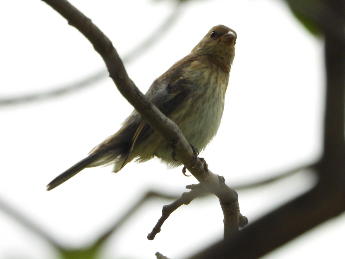 Lazuli/Indigo Bunting - ML623850503