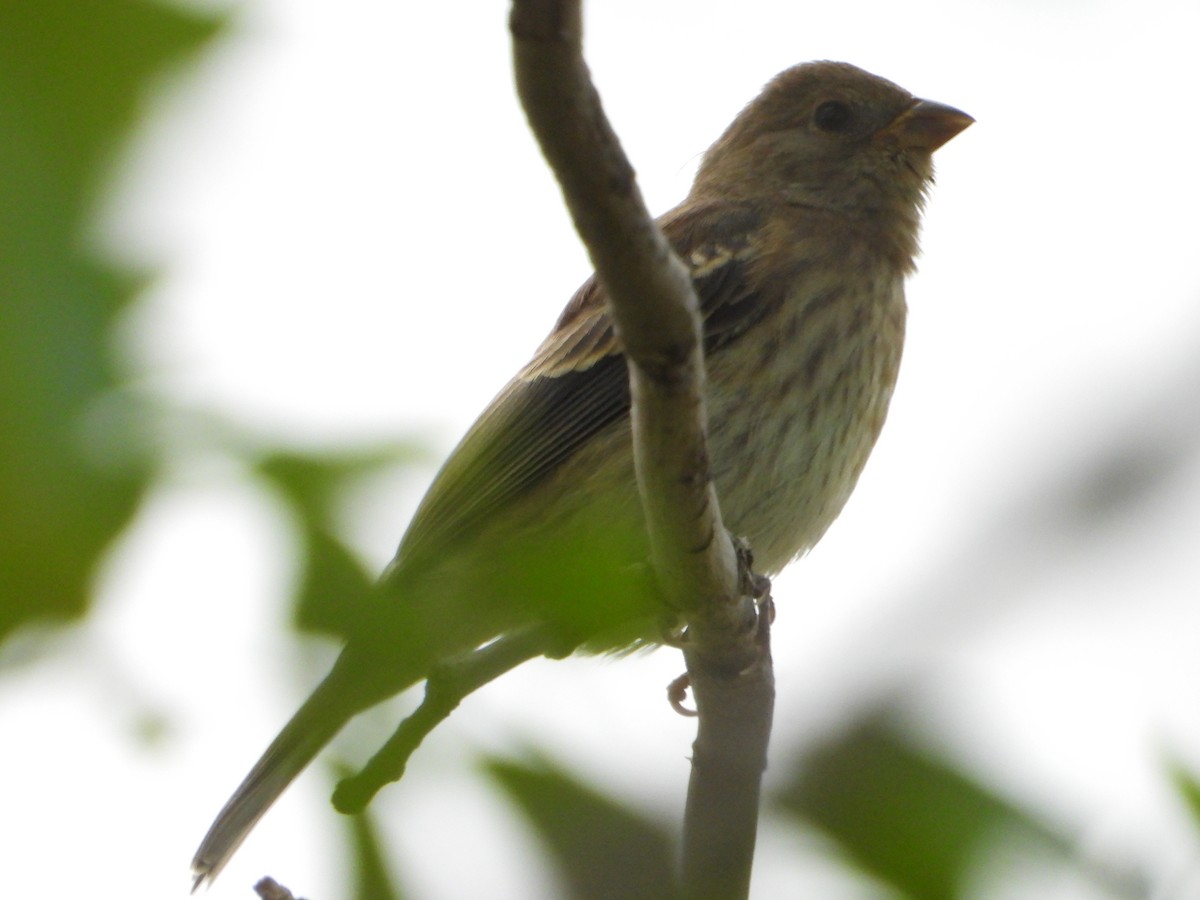 Lazuli/Indigo Bunting - ML623850508