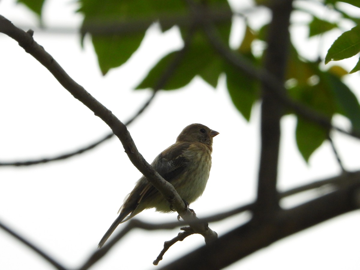 Lazuli/Indigo Bunting - ML623850509