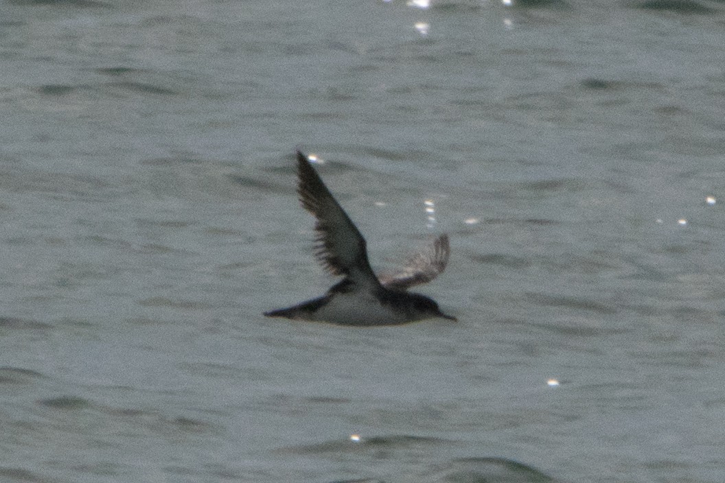 Manx Shearwater - ML623850510